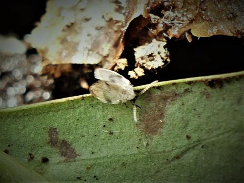 Psychoda surcoufi